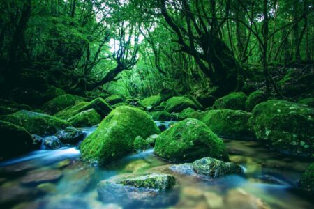cenario vibrante de um rio no meio de uma floresta em yakushima japao scaled e1679013454168