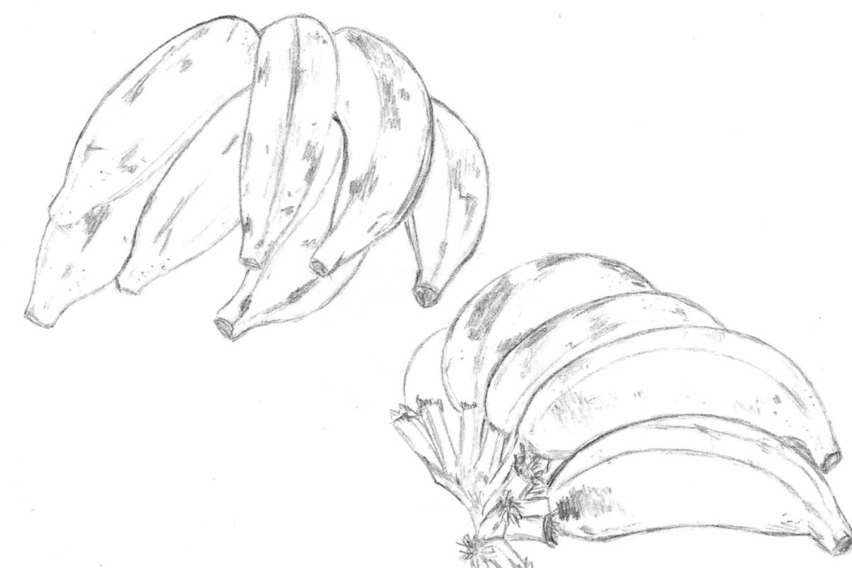 Exemplo de Desenho de Observação na Educação Infantil 2024 - Cacho de bananas 